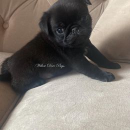 Pug Puppies from Willow Dove Pugs