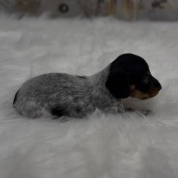 Black and Tan Piebald Wirehair Female - Black and tan female Dachshund puppy in Killeen, Texas from Southern Dachshunds