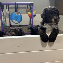Colin - Brown male Poodle puppy in Picayune, Mississippi from JEN's Poodles