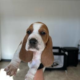 Boy 1 - Brown and white male Basset Hound puppy in Las Animas, Colorado from J&D Dachsies
