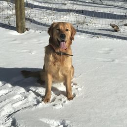 Honey - Golden Retriever