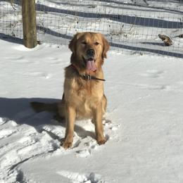Honey - Golden Retriever