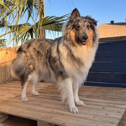 Collie All Grown Up from River Spirit Collies