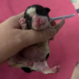 Lavendar - Black and white female Shih Tzu puppy in Berkeley Springs, West Virginia from Sandridge Shih Tzus