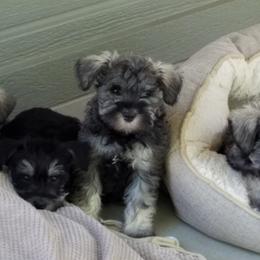 Miniature Schnauzer Puppies from Mini Schnauzers 4U