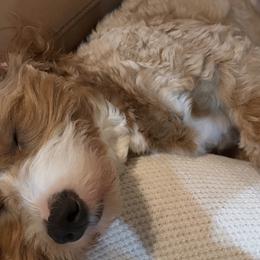 Bernedoodles, Cavapoos, and Goldendoodles from Florida Coast Doodles