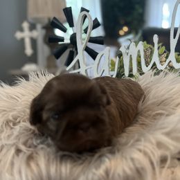 Shih Tzu Puppies from Home Sweet Shih Tzu