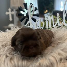 Shih Tzu Puppies from Home Sweet Shih Tzu