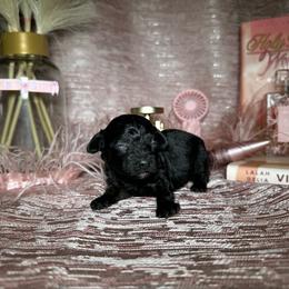 Stormy - Phantom female Poodle puppy in Griffin, Georgia from Rawls Lovely Little Tots