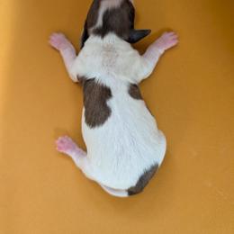 Bo - Piebald male Dachshund puppy in Barnard, Missouri from KB Doxies