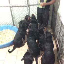 Rottweiler Puppies from Morris Rottweilers