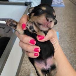 Dachshund Puppies from Jantera Mini Longhair Dachshunds