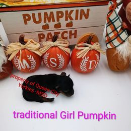 Pumpkin - Black and tan female Yorkshire Terrier puppy in Charlotte, North Carolina from Queen City Yorkies