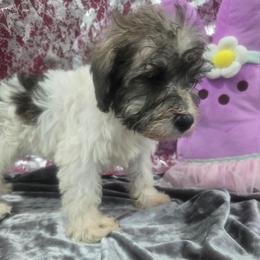 Moonlight - Parti female Miniature Schnauzer puppy in Neosho, Missouri from Cooley's Cuddle Pups
