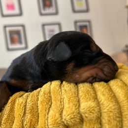 Boy 3 - Black and rust male Doberman Pinscher puppy in Neshkoro, Wisconsin from Sky’s Dobermans