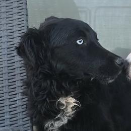 Onyx - Australian Shepherd