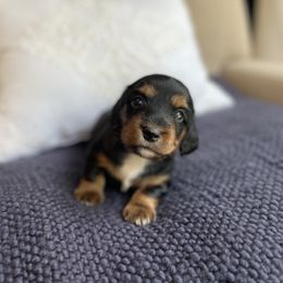 HAZEL - Black and tan female Dachshund puppy in Granger, Indiana from Woodland Doxies