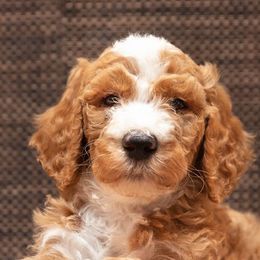 Goldendoodles from Loving My Goldendoodle Jax