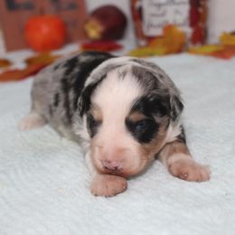 Cajun - Blue merle male Aussiedoodle puppy in Tuscola, Illinois from Dream on puppies