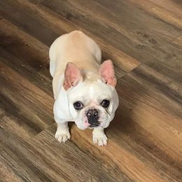 Jiggy - French Bulldog