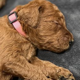Goldendoodles from Roberts Golden Paws
