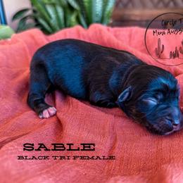 Girl 6 - Black tri female Miniature Australian Shepherd puppy in Apache Junction, Arizona from Circle T Mini Aussies