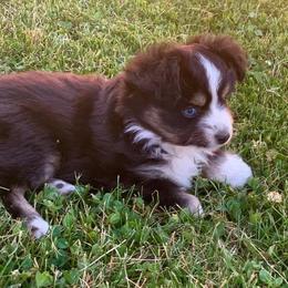 Toy Australian Shepherd Puppies from Kickapoo Creek Aussies
