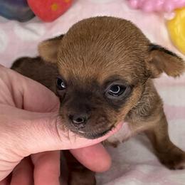 Chocolate Red - Black and red female Chihuahua puppy in Sherwood, Arkansas from Bartelt Breeders