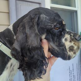 Max - Black white and tan male Cocker Spaniel puppy in Delphi, Indiana from Country Cockers of Indiana