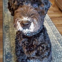 Poodle and Whoodle Puppies from Twin Pines