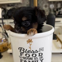 Tiffany - Black sabled fawn female Chihuahua puppy in Burleson, Texas from Tiny Diiamond Chihuahua
