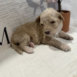 Poodle Puppies from Moore Poodles