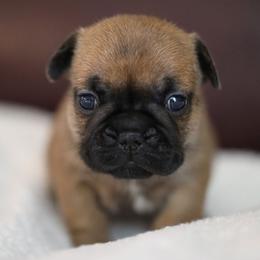 Yellow Collar - Fawn and white female French Bulldog puppy in Wichita, Kansas from Phantasticus French Bulldogs