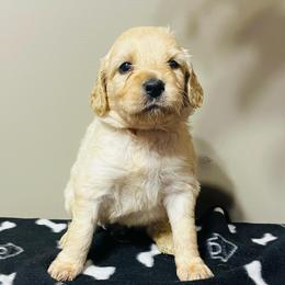 Lolly - Apricot female Goldendoodle puppy in Baldwin, Georgia from Simmons F1b Goldendoodles