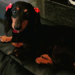 Penni - Dachshund