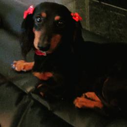 Penni - Dachshund