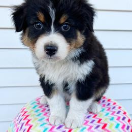 Mojito - Black tri-color male Australian Shepherd puppy in Kearney, Nebraska from Helix Aussies