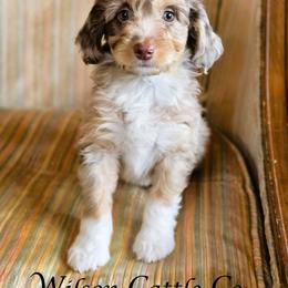 October - Red merle female Aussiedoodle puppy in Lancaster, Minnesota from Wilson Cattle Co.