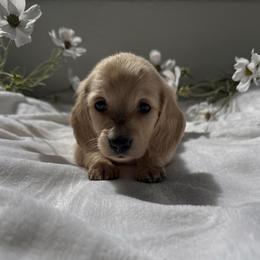 Marigold - Cream female Dachshund puppy in San Diego, California from Enchanted little dachshunds