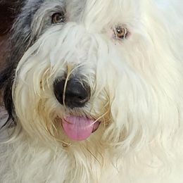 PANDA - Old English Sheepdog