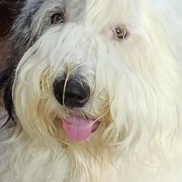 PANDA - Old English Sheepdog