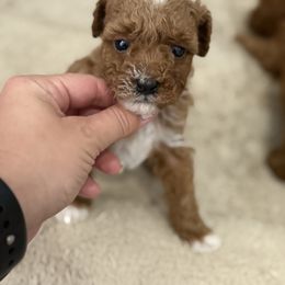 Benjamina - Red  Poodle puppy in Florida from Sakura Poodles