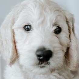 Mr. Black - Cream male Goldendoodle puppy in Gotha, Florida from Perlune Farms