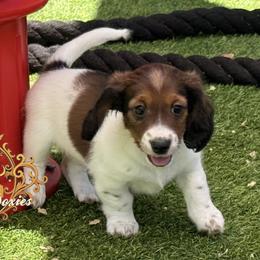 Dachshund Puppies from Queen Bee Doxies
