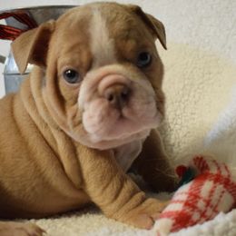 Girl6 - Fawn and white female Bulldog puppy in Bradleyville, Missouri from HurstBulldogs