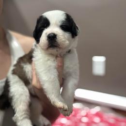 Roo (Purple Collared Girl) - Brown and white female Saint Bernard puppy in Paramount Long Meadow, Maryland from M&R SKYHAVEN SAINTS
