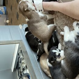 "4 weeks old" Siberian Husky Puppies from Phresh Pharm Husky Ranch