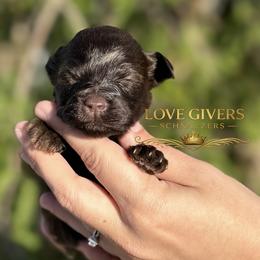 AKC LIVER FEMALE - Liver female Miniature Schnauzer puppy in Lake Placid, Florida from Love Giver Schnauzers