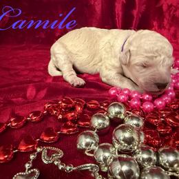 Camille - Cream female Poodle puppy in Port Orange, Florida from Daytona’s Standard Poodles