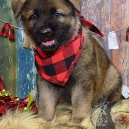 German Shepherd Puppies from Validus Pastoris Kennels